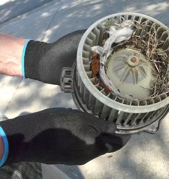 About Air Duct Rat Removal in Corpus Christi, TX